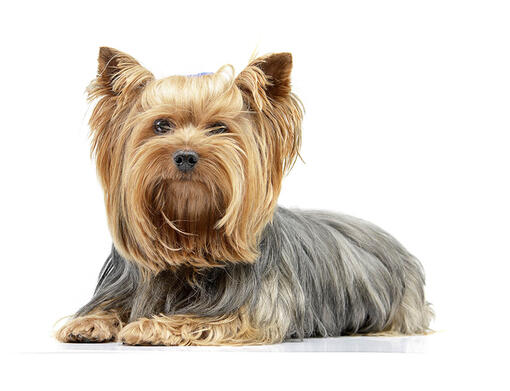 Yorkshire Terrier Carattere Salute e Alimentazione Purina